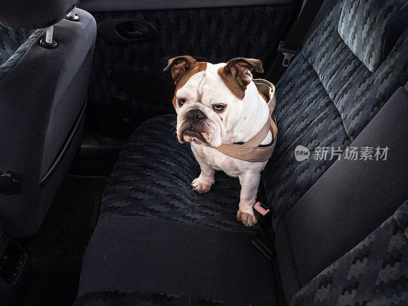 狗占据了一辆优雅轿车的后排座位