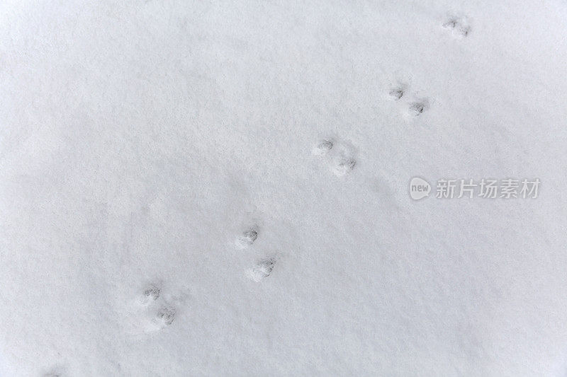 雪地上只有一只动物的脚印