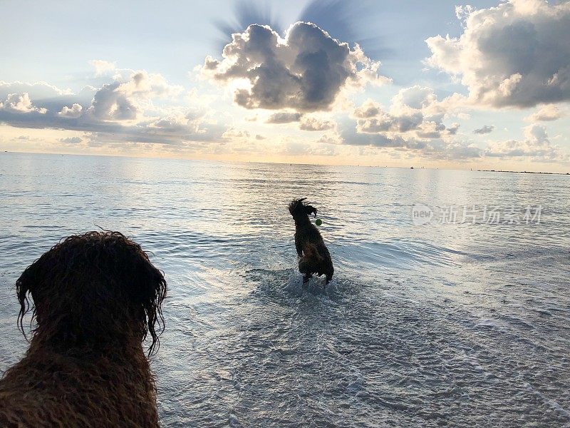 快乐的狗在海滩