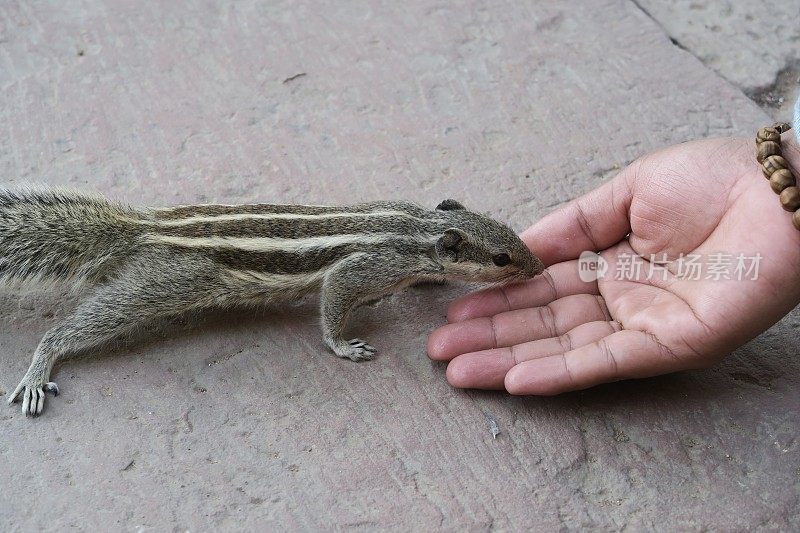 在印度北方邦的阿格拉堡花园，印度棕榈松鼠用后腿站立，啮齿动物，被人用手喂饼干屑