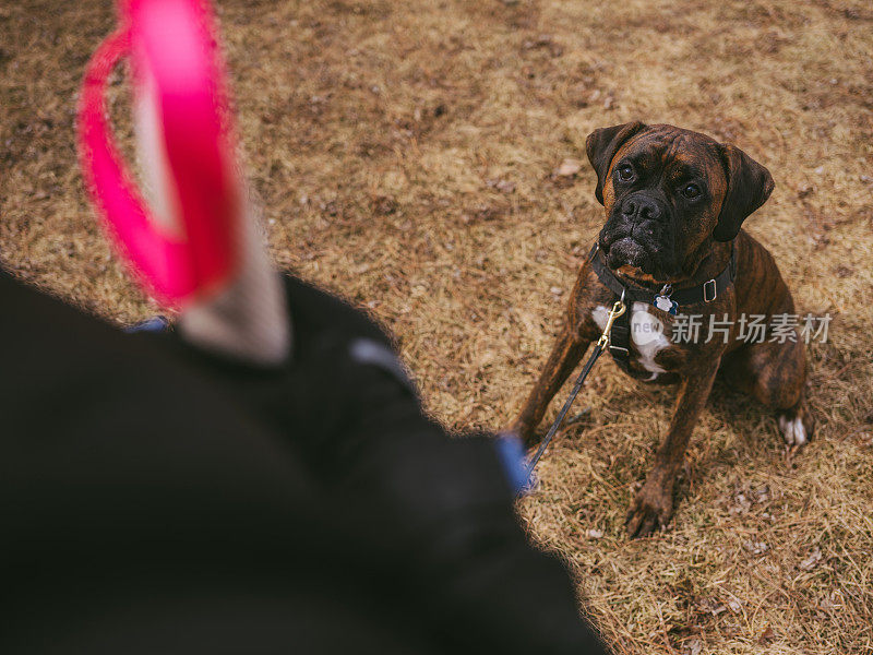 女训犬师与年轻的拳师犬