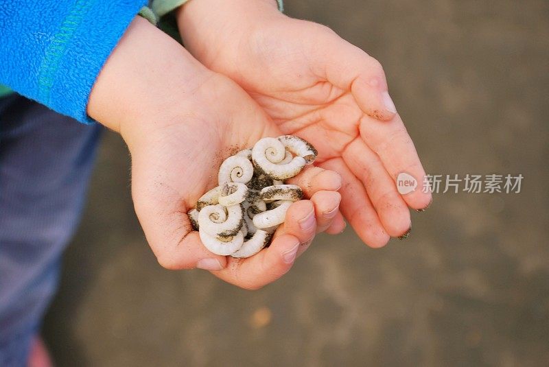 公羊角鱿鱼(螺旋藻螺旋藻)贝壳在孩子的手中