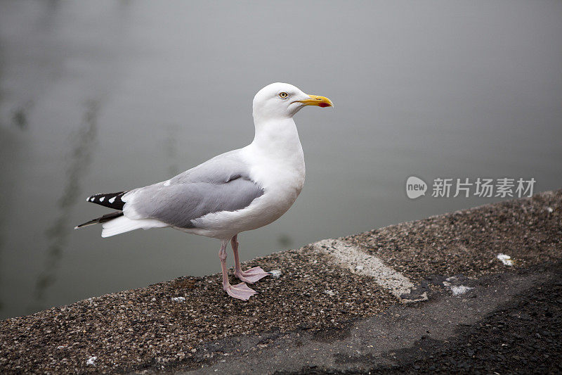 海鸥在港口的码头