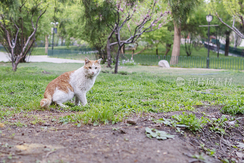 公园草坪上的流浪猫