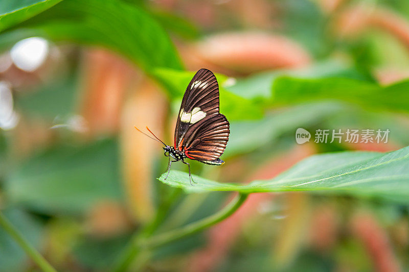 多丽丝龙翼蝴蝶多丽丝