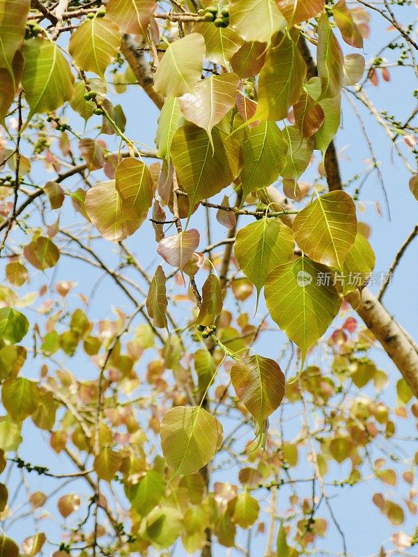 美丽的榕树或神圣的无花果树