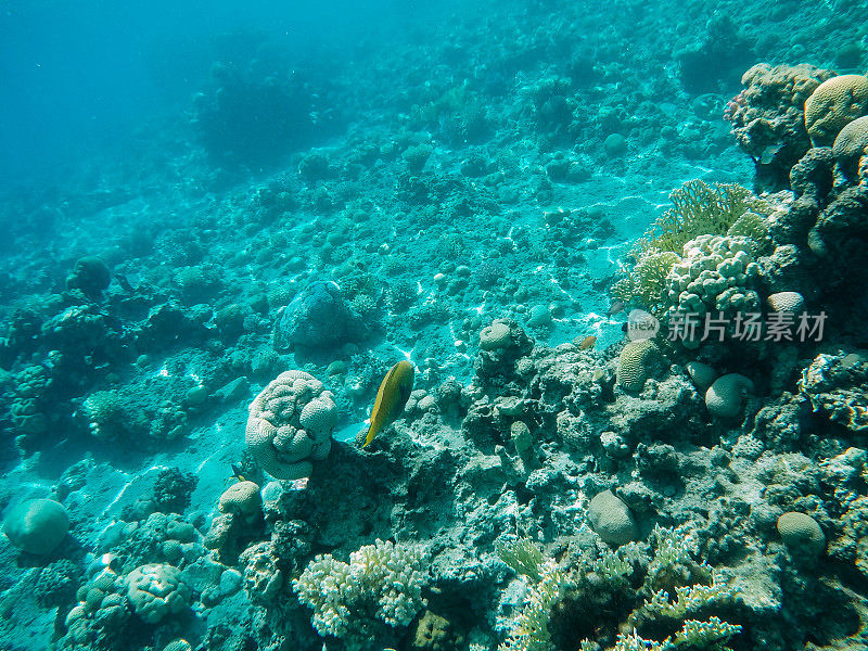 红海中的水下珊瑚礁