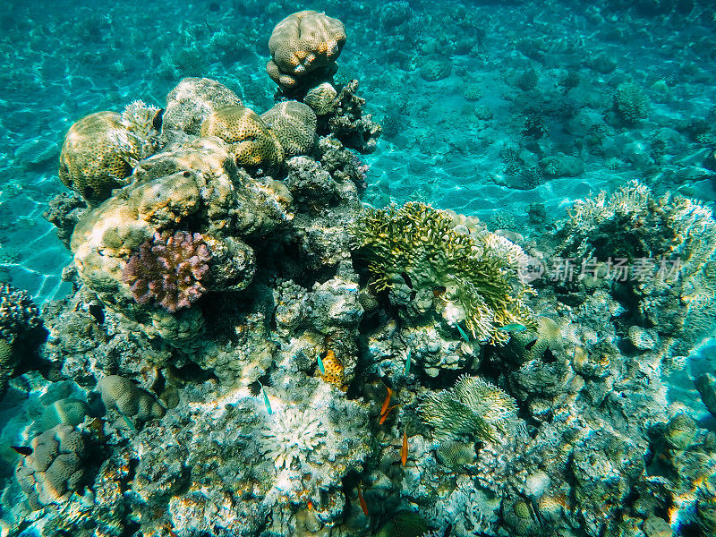 红海中的水下珊瑚礁