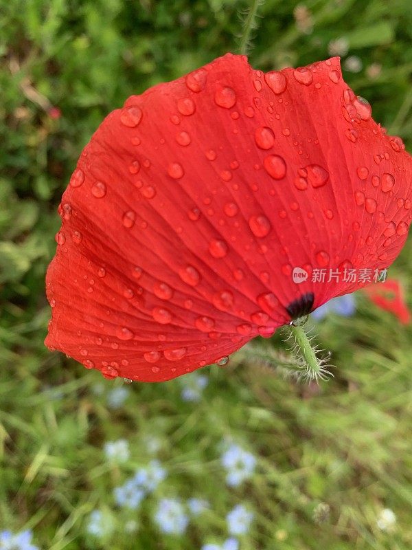 雨点罂粟