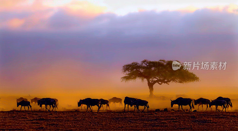 黎明时分的角马，安博塞利国家公园