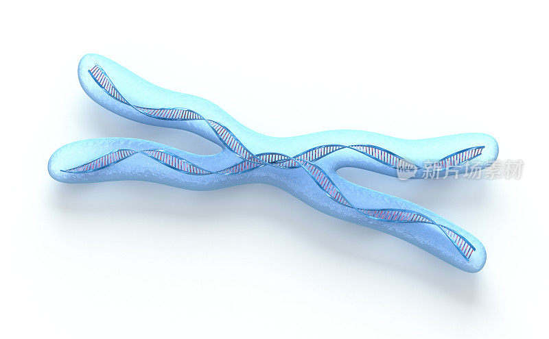 染色体x，白色的DNA链