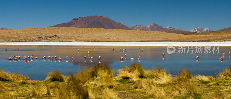 盐沼,玻利维亚