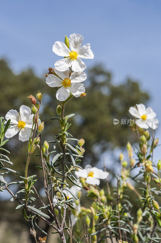 花的岩蔷薇halimumumbellatum
