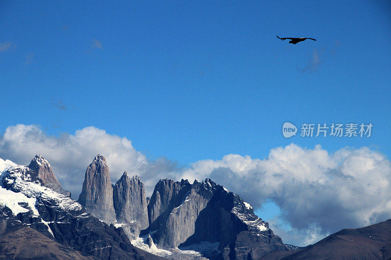 安第斯秃鹰在智利托雷斯·德·潘恩国家公园飞行