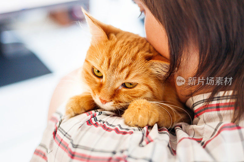 穿着衬衫的男人抱着一只姜黄色的猫。有趣的宠物看起来很生气。