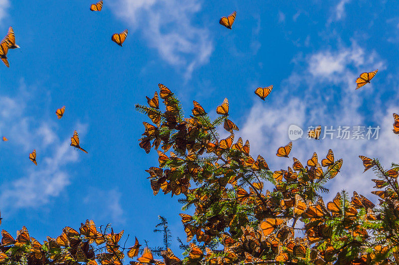 黑脉金斑蝶在蓝天背景下的树枝上