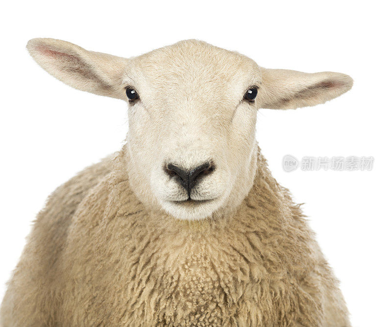 白色背景下的绵羊头的特写