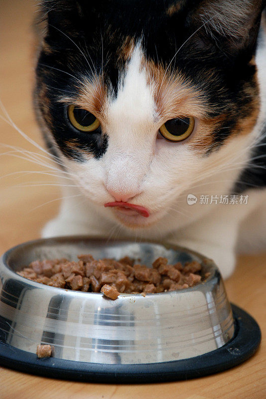 饥饿的猫