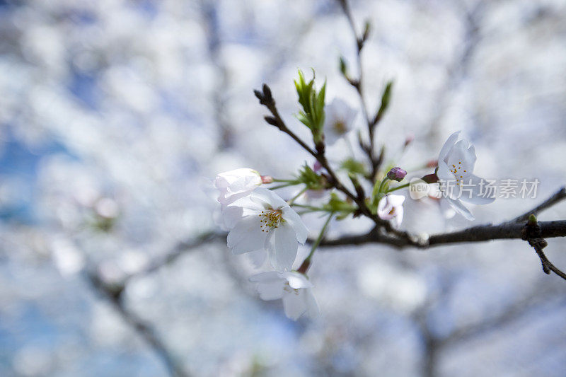 樱花