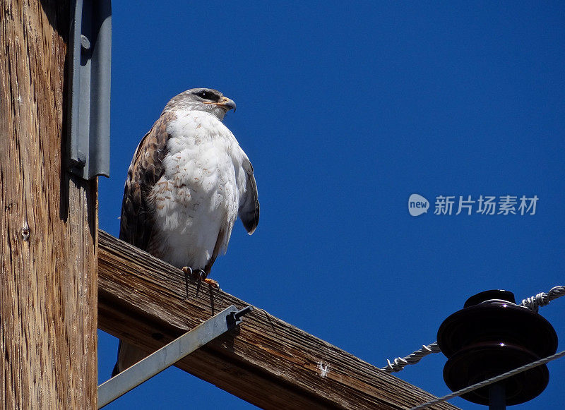 沙漠之鹰鹰