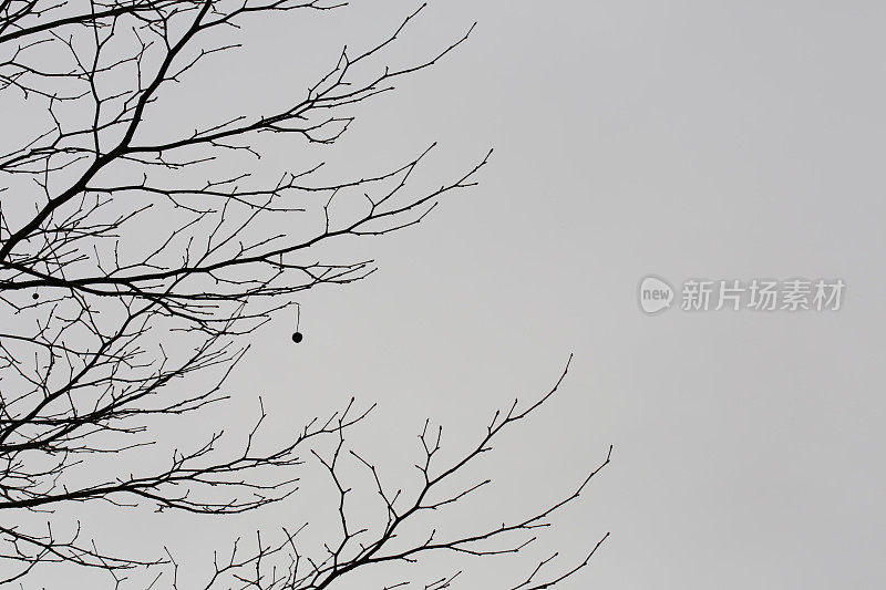 雾中的光秃秃的树枝，加拿大温哥华岛