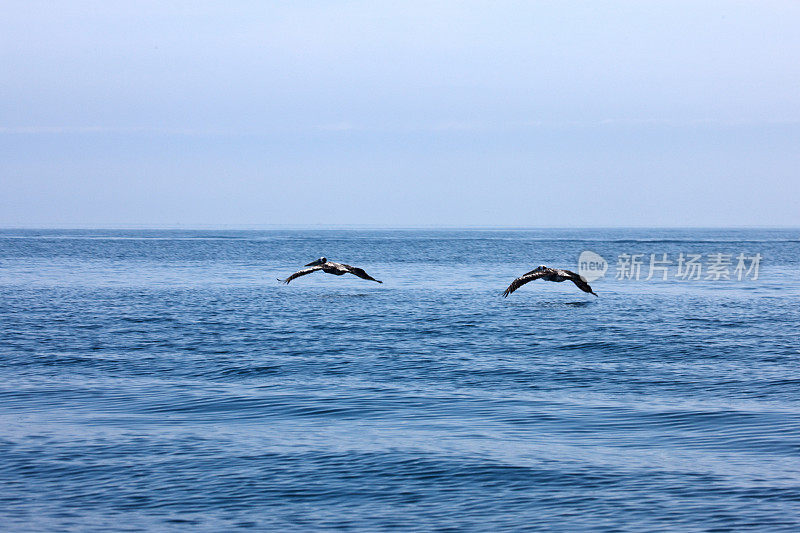 鹈鹕在海浪上低飞