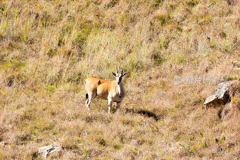 南非德拉肯斯堡山脉的Eland