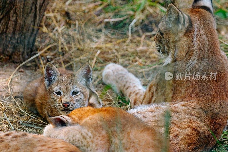 野生动物