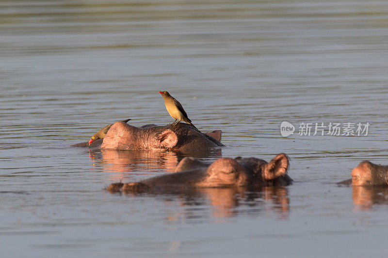 河马与oxpecker