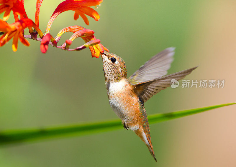 红蜂鸟在Crocosmia花上