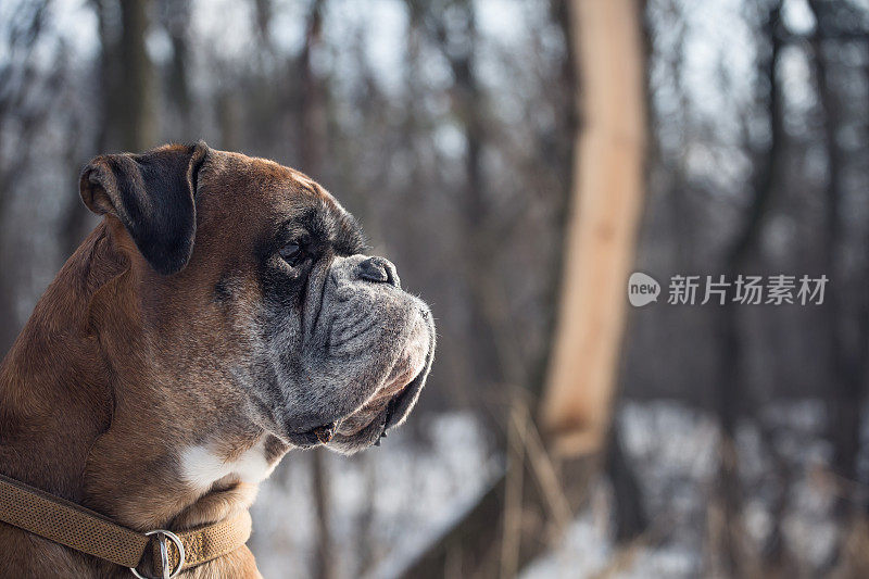 拳师犬在白雪覆盖的公园里散步。