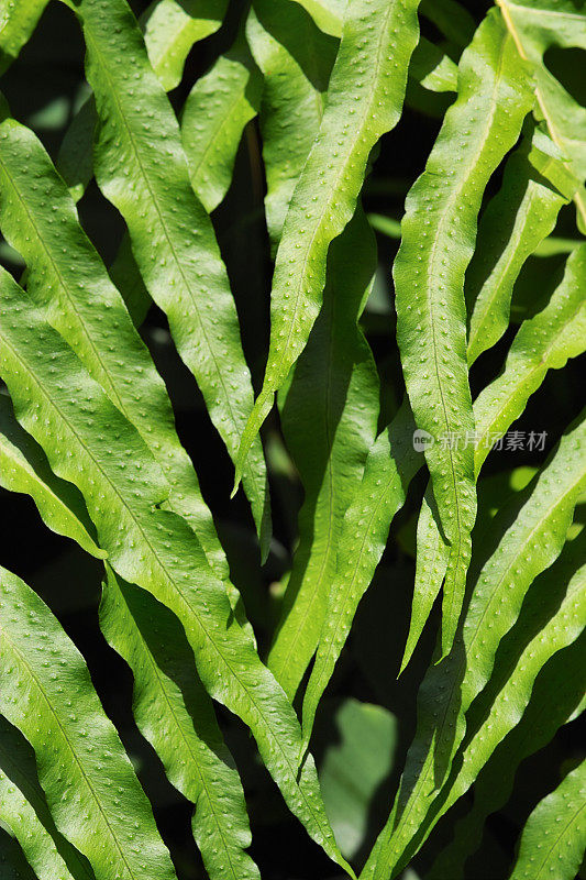 蕨类植物