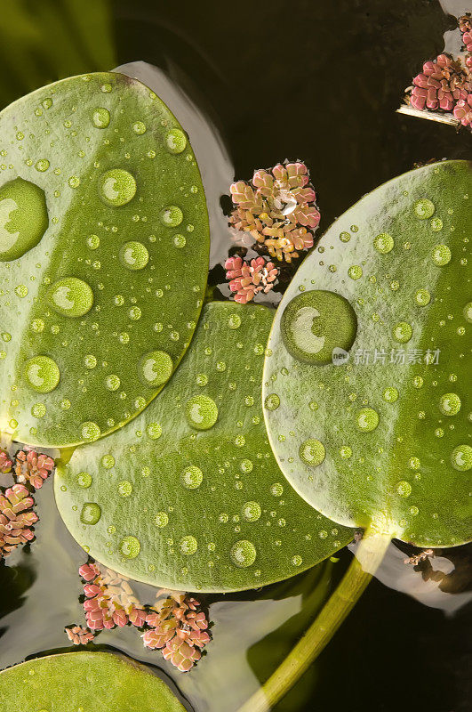 雨后池塘植物