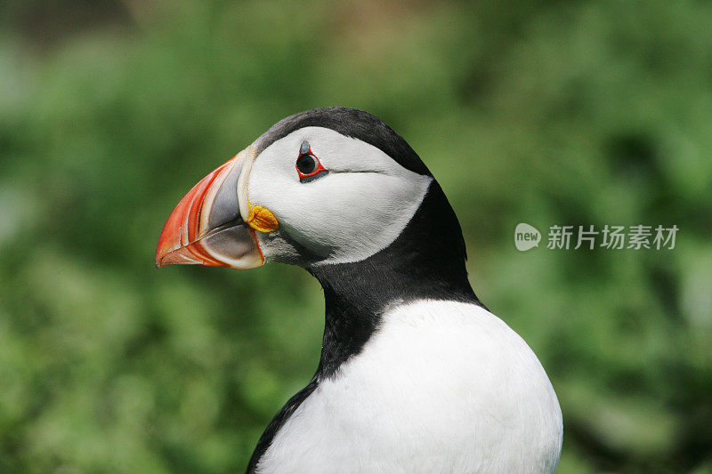 大西洋海雀(北极海雀)