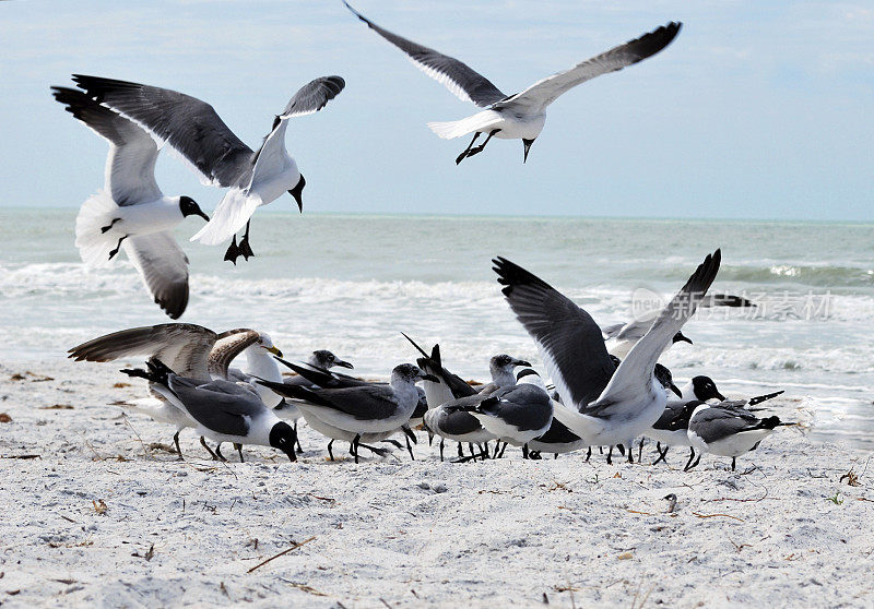 笑鸥聚集在寒冷多云的冬季海滩上