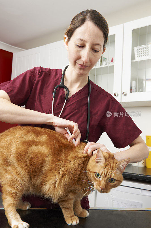 兽医护士给猫注射