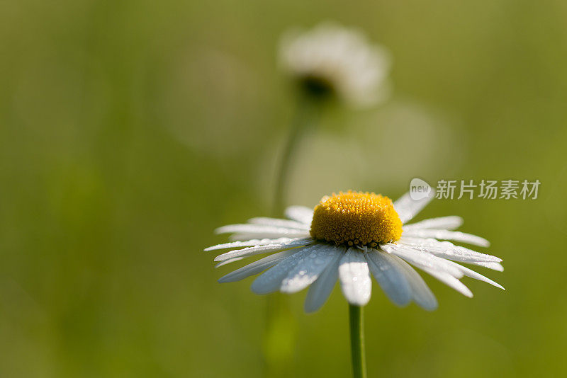 玛格丽特花和散克