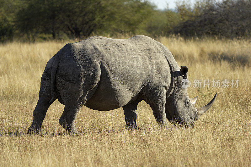 白色的大rhinocerus