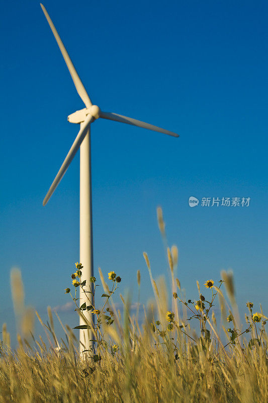 德克萨斯州西部平原上的野花和风力涡轮机