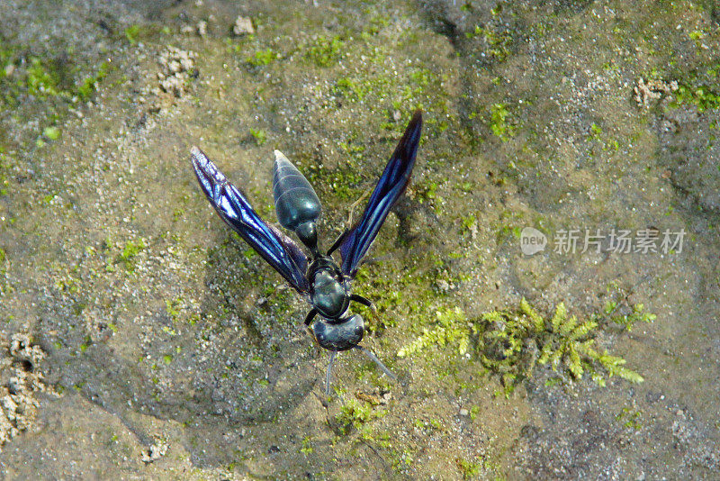 蓝翅蛛蜂
