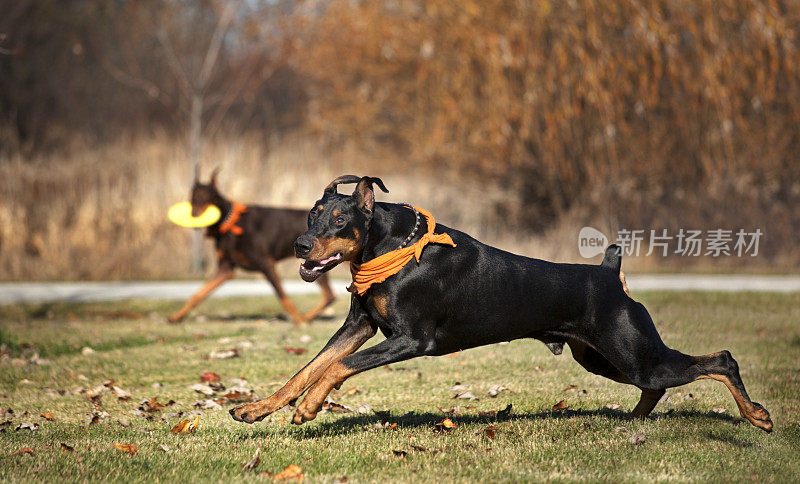 热情的杜宾猎犬在户外带着飞盘快速奔跑