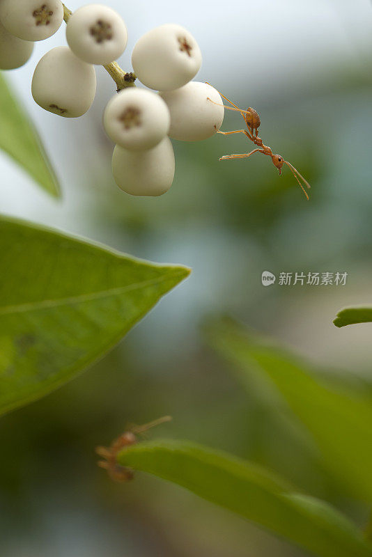 叶子上的红色蚂蚁