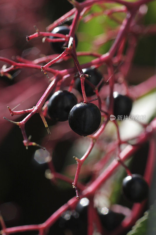 黑浆果接骨木莓黑Sambucus黑莓由鸟类收获