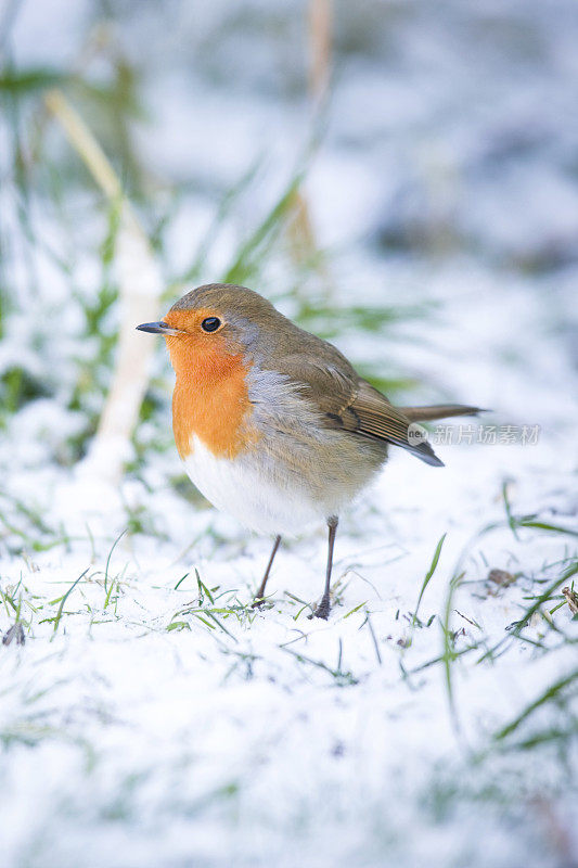 罗宾(红心rubecula)