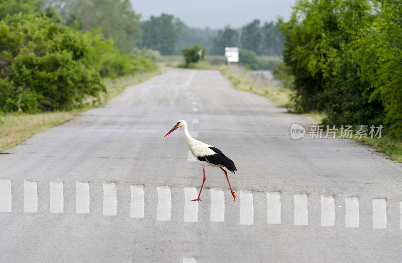 穿越公路,人行道