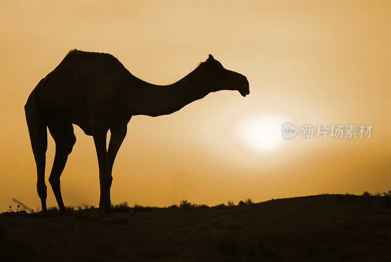 橙色夕阳下一只骆驼的剪影