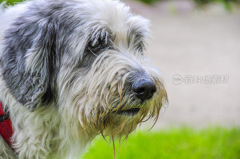 毛茸茸的狗脸头部拍摄肖像pon牧羊犬特写