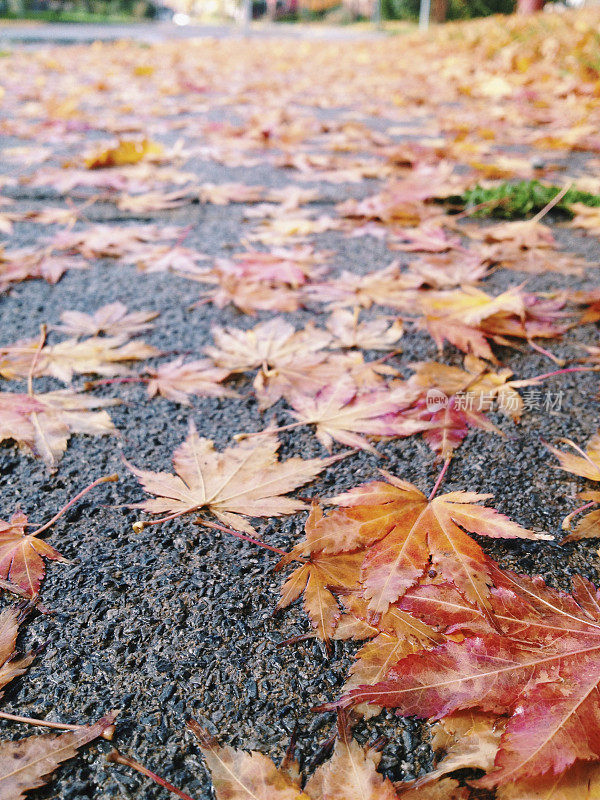 在车道上的叶子
