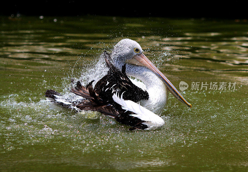 鹈鹕