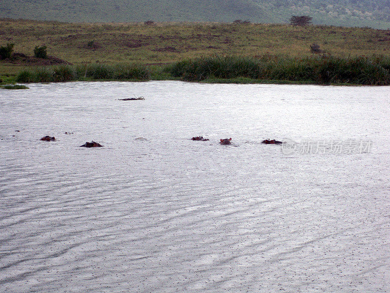 河马的Ungorongoro